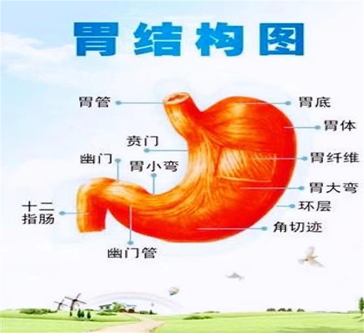 守“胃”健康，時(shí)刻打響你的?！拔浮睉?zhàn)